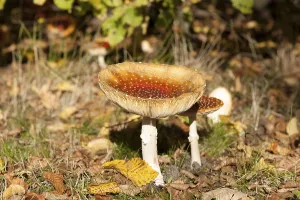 Deciduous Tree Background Drucke: Fly Agaric Toadstool