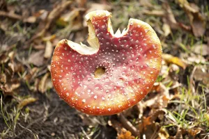 Deciduous Tree Scene Drucke: Fly Agaric Toadstool