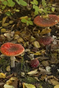 Deserted Deciduous Forest Drucke: Fly Agaric Toadstool