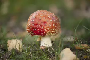 Coniferous Tree Scene Drucke: Fly Agaric Toadstool