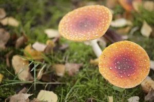 Toxic Fungus Drucke: Fly Agaric Toadstool