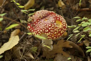 Toxic Fungus Drucke: Fly Agaric Toadstool
