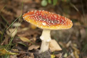 Amanita Strobiliformis Image Drucke: Fly Agaric Toadstool