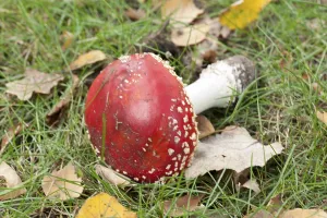 Amanita Strobiliformis Image Drucke: Fly Agaric Toadstool