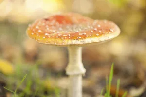 Coniferous Tree Scenery Drucke: Fly Agaric Toadstool