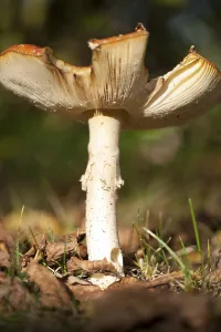 Deciduous Tree Scene Drucke: Fly Agaric Toadstool