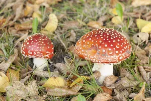 Coniferous Tree Scene Drucke: Fly Agaric Toadstool