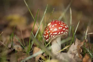 Deciduous Forest Scene Drucke: Fly Agaric Toadstool