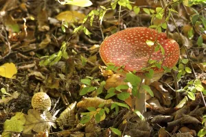 Wooded Landscape Drucke: Fly Agaric Toadstool