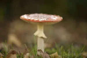Red Toadstool Drucke: Fly Agaric Toadstool