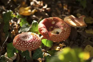 Amanita Strobiliformis Image Drucke: Fly Agaric Toadstool