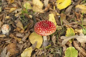 Toxic Fungus Drucke: Fly Agaric Toadstool