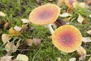 Coniferous Tree Background Drucke: Fly Agaric Toadstool