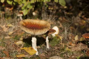 Red Mushroom Drucke: Fly Agaric Toadstool