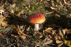 Deciduous Forest Scene Drucke: Fly Agaric Toadstool