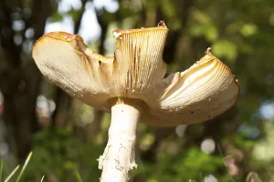 Coniferous Tree Scene Drucke: Fly Agaric Toadstool