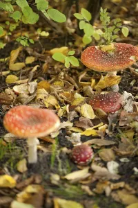 Coniferous Forest Scene Drucke: Fly Agaric Toadstool