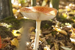 Deciduous Forest Scene Drucke: Fly Agaric Toadstool