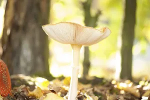 Amanita Strobiliformis Image Drucke: Fly Agaric Toadstool
