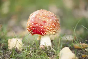 Amanita Strobiliformis Image Drucke: Fly Agaric Toadstool