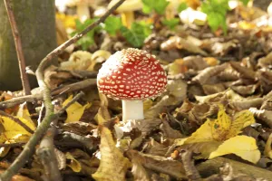 Coniferous Tree Background Drucke: Fly Agaric Toadstool