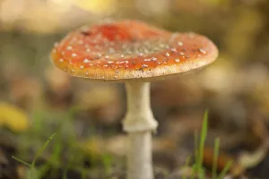 Toxic Fungus Drucke: Fly Agaric Toadstool