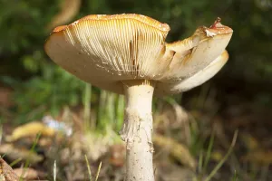 Toxic Fungus Drucke: Fly Agaric Toadstool