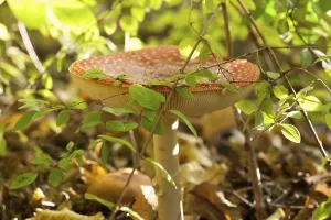 Fliegenpilz Krötchenpilz