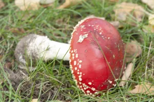Amanita Strobiliformis Image Drucke: Fly Agaric Toadstool