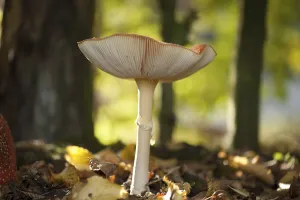 Gilled Mushroom Photography Drucke: Fly Agaric Toadstool