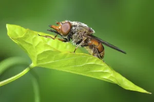 Animal Wildlife Drucke: The fly on the leaf of bindweed