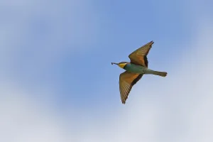 Young Bird In Flight Drucke: Flying bee-eater