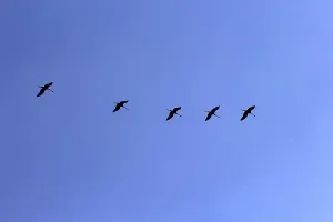 Atmospheric Nighttime Scene Drucke: Flying common crane (Grus grus) in the evening sky