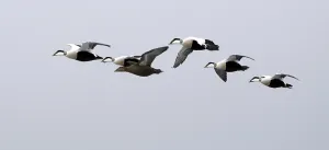 Wildlife Waterfowl Images Drucke: Flying eider ducks