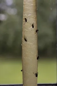 Wildlife Photography Flies Drucke: Flypaper strips, flypaper, flytrap