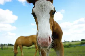 Direct Look Photo Drucke: A Foal (pulli equinus) is looking into the camera