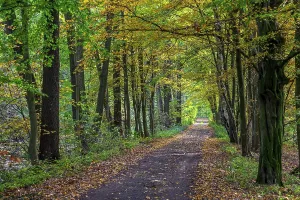 Oak Tree Landscape Drucke: Forest path