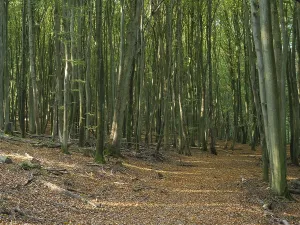 Atmospheric European Landscape Drucke: A forest path, lined with slender tree trunks