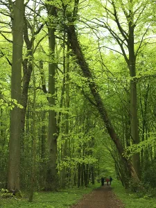 Forest Path Germany Drucke: Forest path, walking path, walker