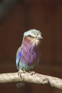 Coraciiformes Species Photos Drucke: Fork-tailed Roller