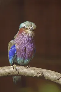 Colorful Birds Drucke: Fork-tailed Roller