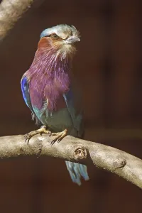 No People Nature Shots Drucke: Fork-tailed Roller