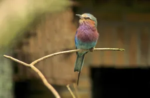 Colourful Nature Photography Drucke: Fork-tailed Roller, Forked Roller