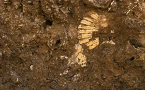 Atlantic Ocean Cliffs Portugal Drucke: Fossilised shell on the beach, shell limestone