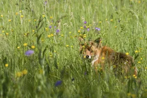 Wildlife Photography Fox Drucke: fox