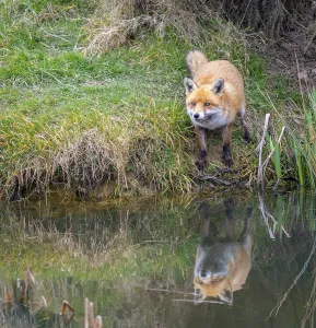 Fox In The Wild Drucke: Fox & Reflection
Fox & Reflection