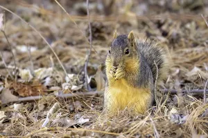Meadow Animals Drucke: The fox squirrel (Sciurus niger)
