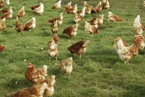 Free Range Chickens Drucke: Free-range chickens in a meadow