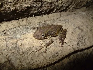 True Frog Habitat Drucke: Frog