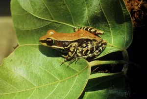 Batrachian Animals Drucke: Frog